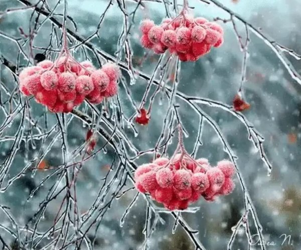 Рябина зимой