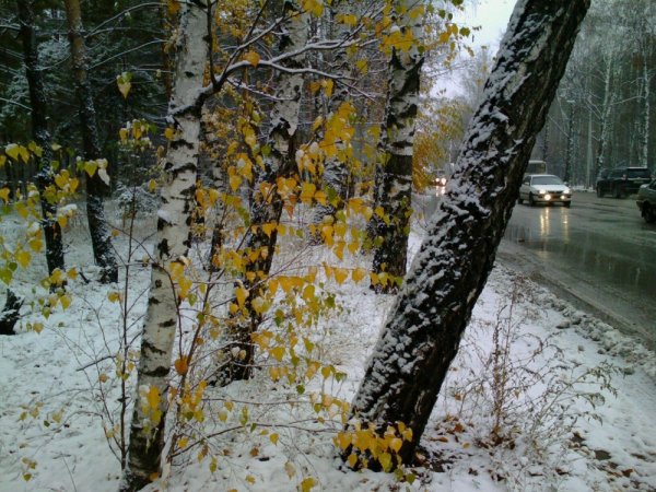 Первый снег