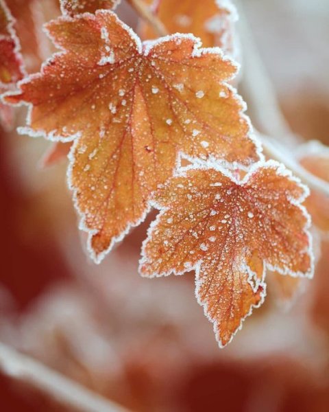 Листья в инее