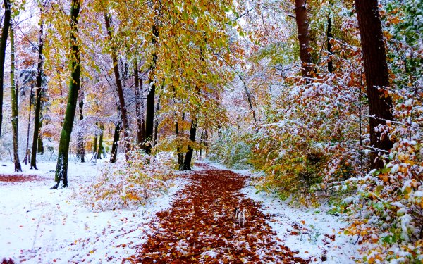 Снежная осень