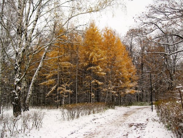Борьба осени с зимой