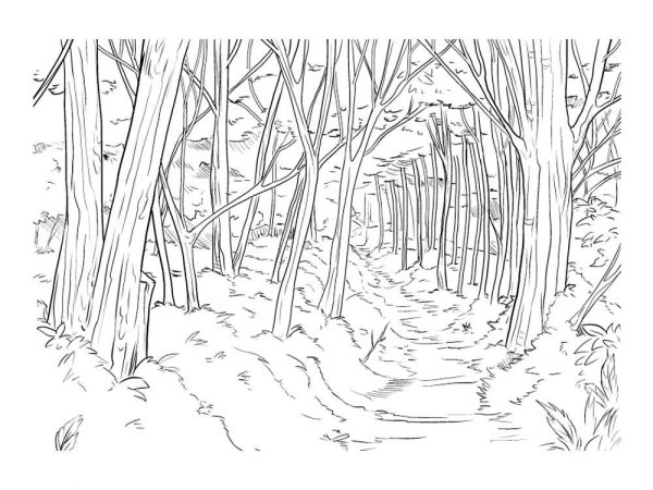 Раскраска осенний лес