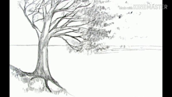 Дерево карандашом