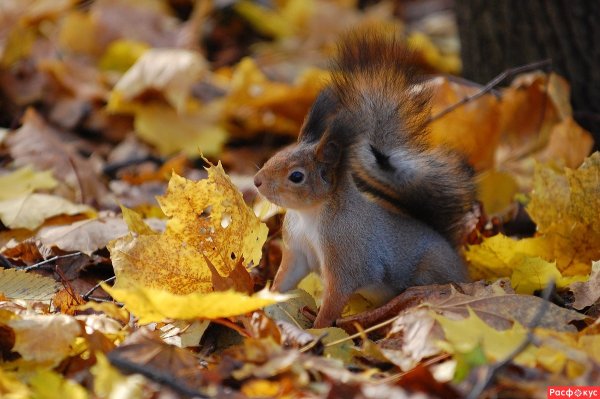 Белка осенью