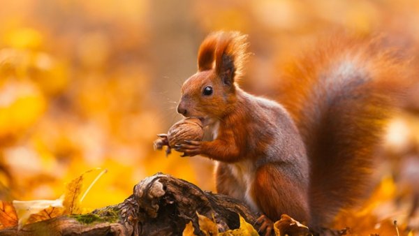 Белочка осенью