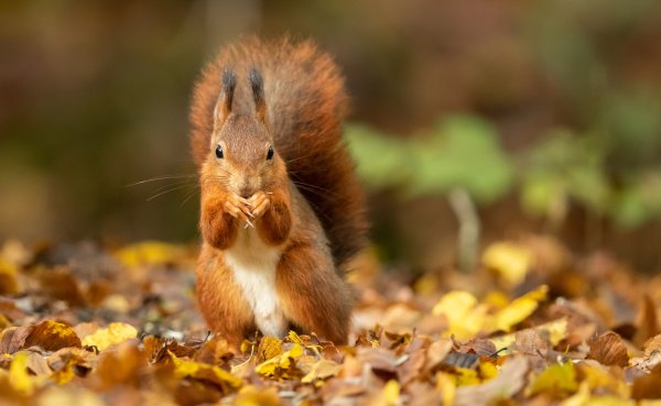 Белочка осень