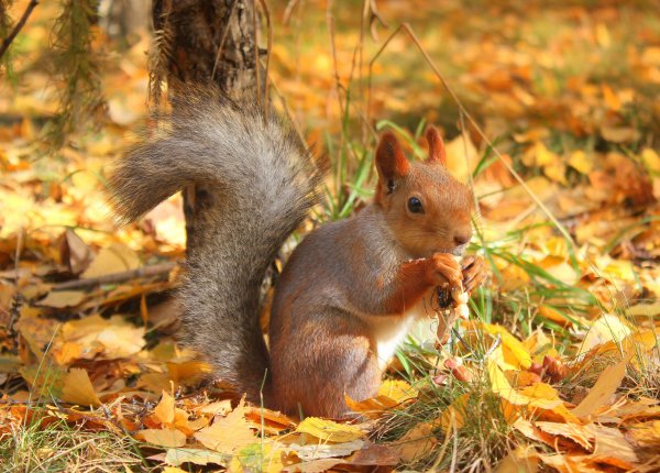 Белка осенью в лесу