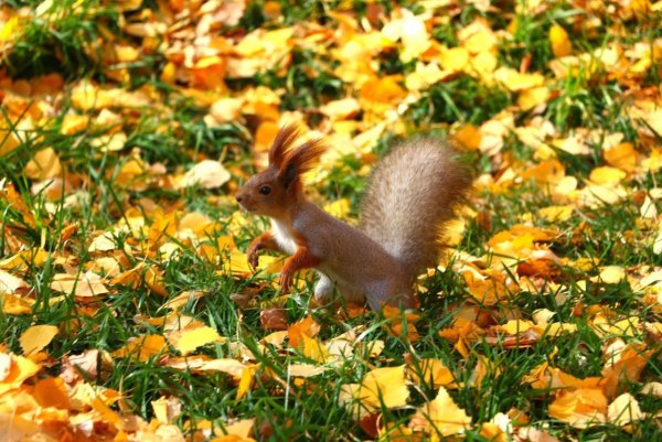 Белки осенью