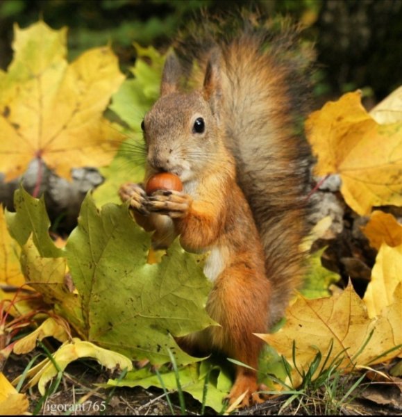 Животные осенью