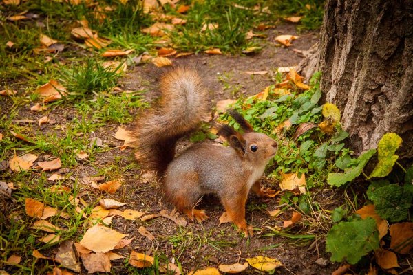Лесные звери осенью