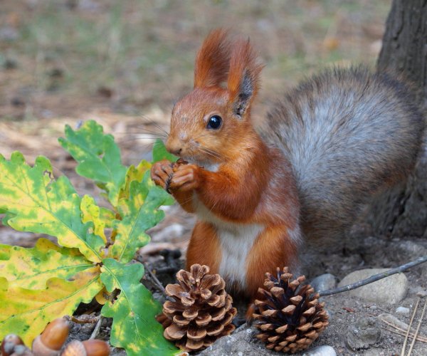 Белки осенью