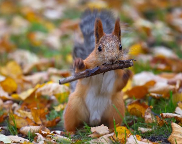 Животные осенью