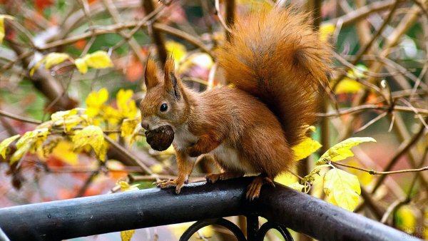 Осень белка