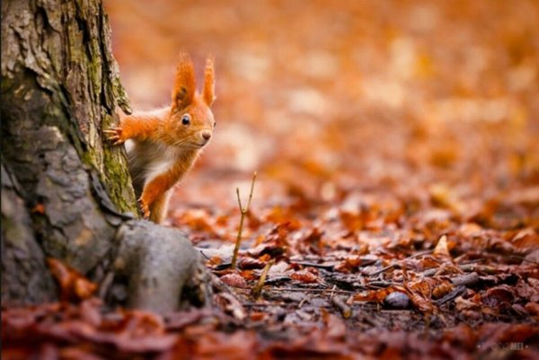 Осень белка