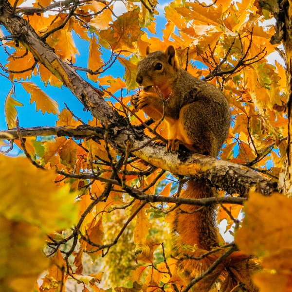 Осенняя Белочка