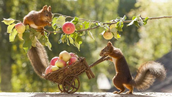Гирт Вегген фотограф шведско-голландский