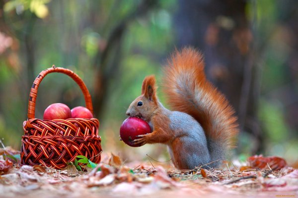 Осень звери