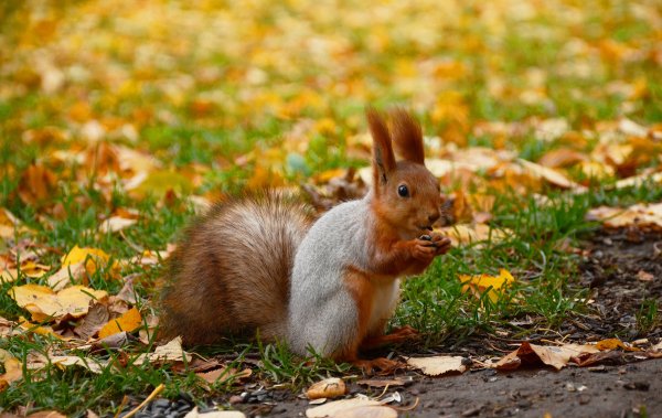 Осень белки