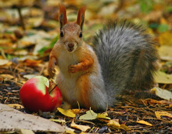 Белочка осенью