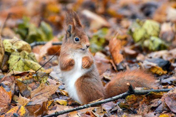 Животные осенью