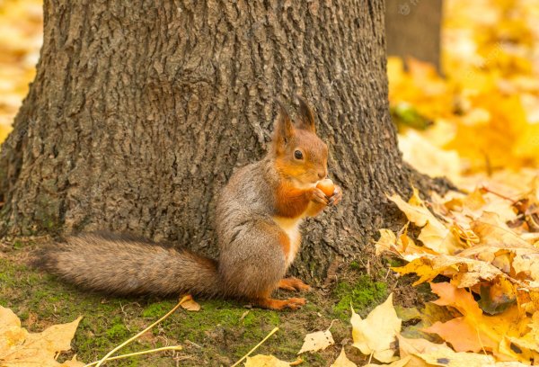 Белочка в осеннем лесу