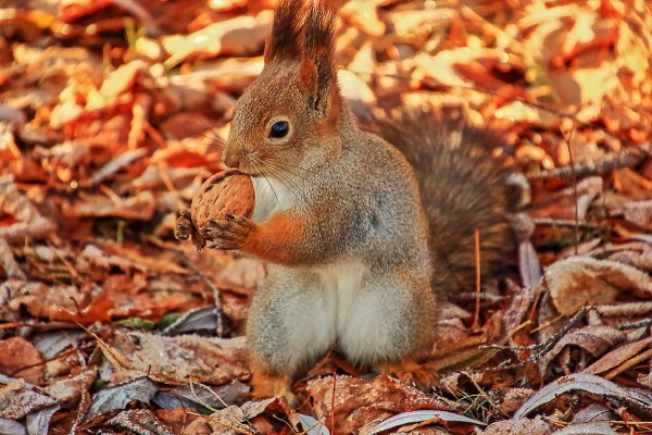 Белочка в осеннем лесу