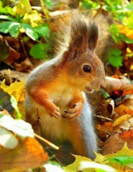 Белка осенью