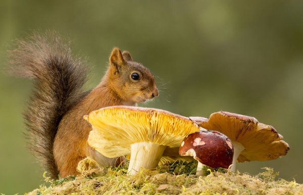 Белка с грибочком