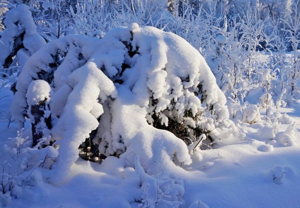 Снег пушистый сугроб