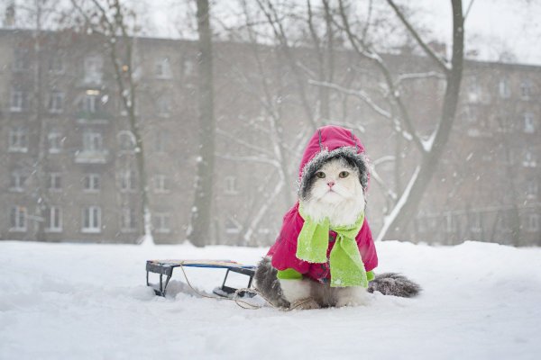 Смешные зимние картинки