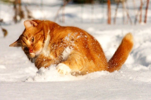 Весёлый кот зимой