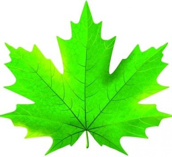 Зеленый кленовый листочек