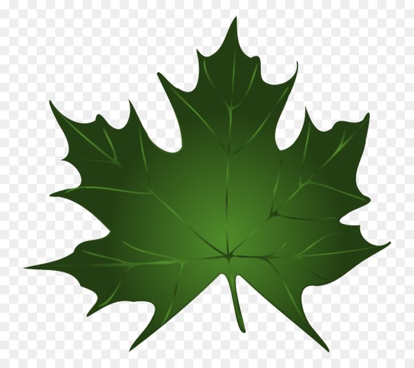 Листья клена для детей