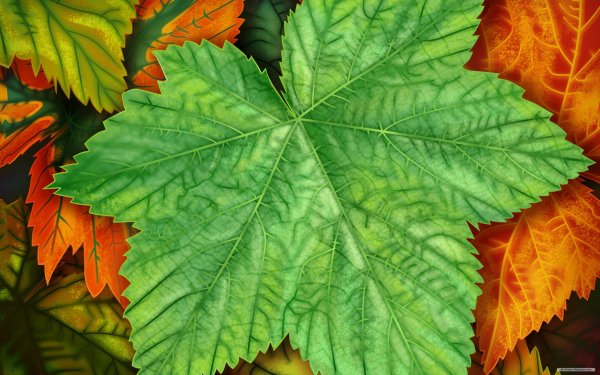Красивые листья деревьев