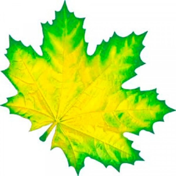 Кленовые листочки