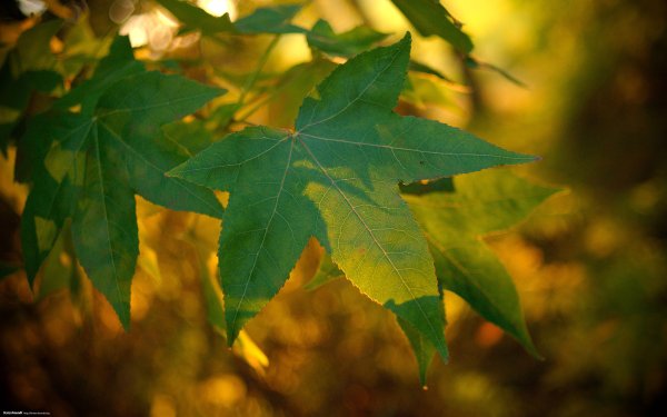 Желто зеленый лист