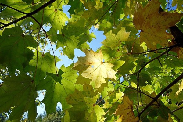 Клен широколистный