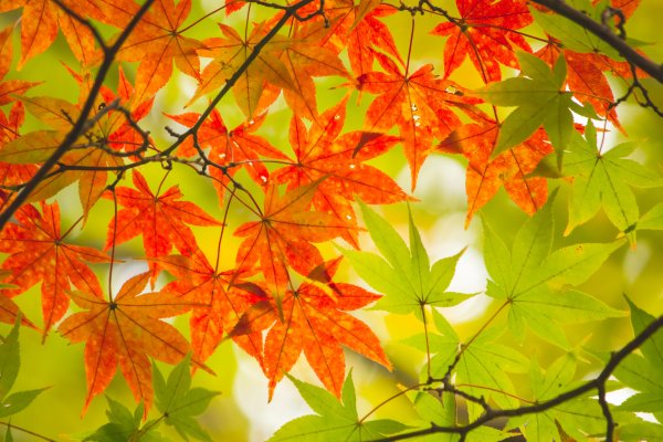 Красивые осенние листья