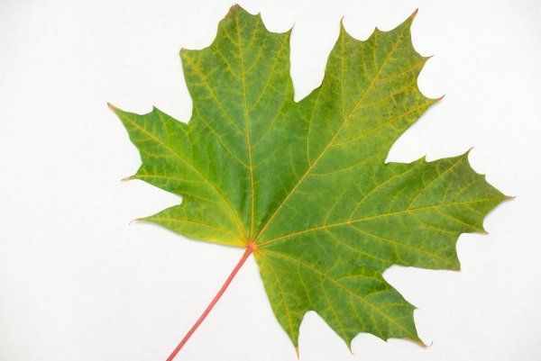 Кленовый лист Геншин