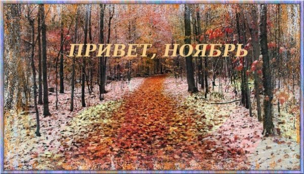 Привет ноябрь, последний месяц осени.