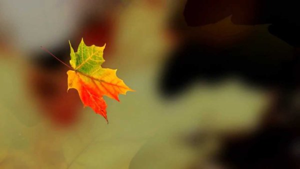 Листики падают