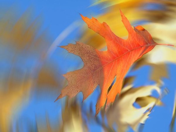 Листья листопад