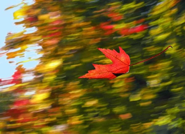 Листья в воздухе