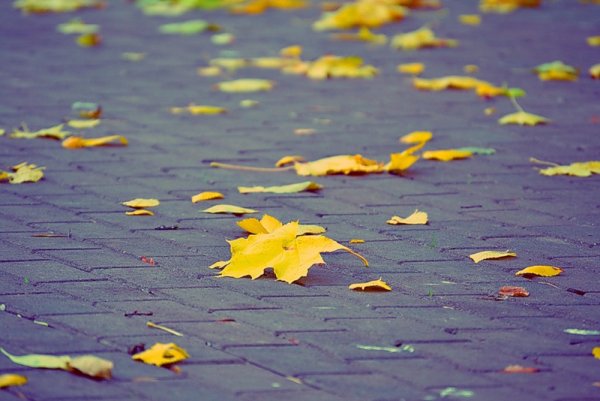 Осенние листья на ветру