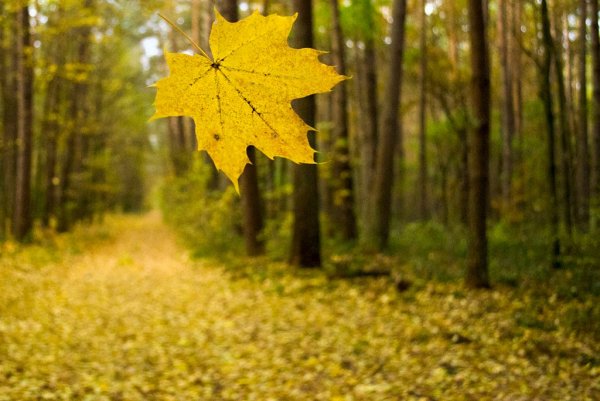 Осень падают листья