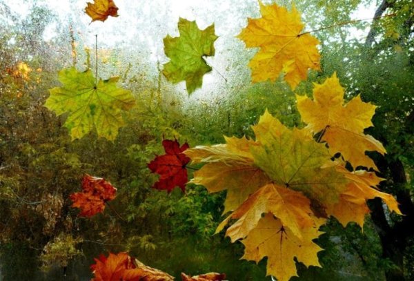 Осенние листья кружат