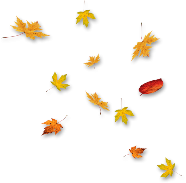 Осенние листья на прозрачном фоне