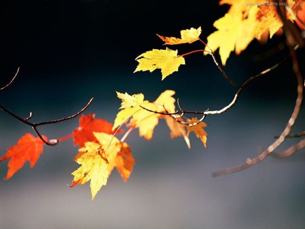 Лист на ветру