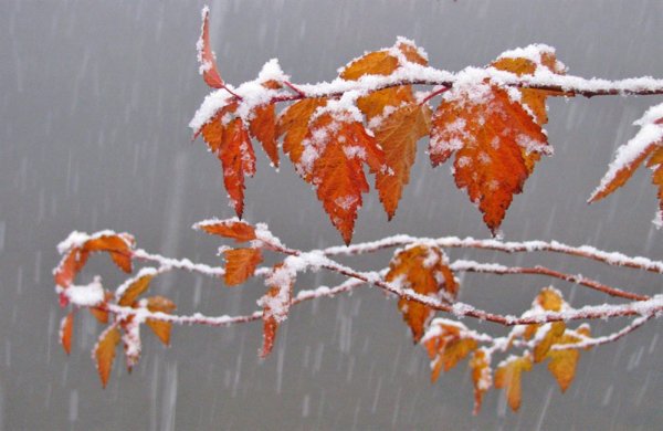 Снег с дождем осенью