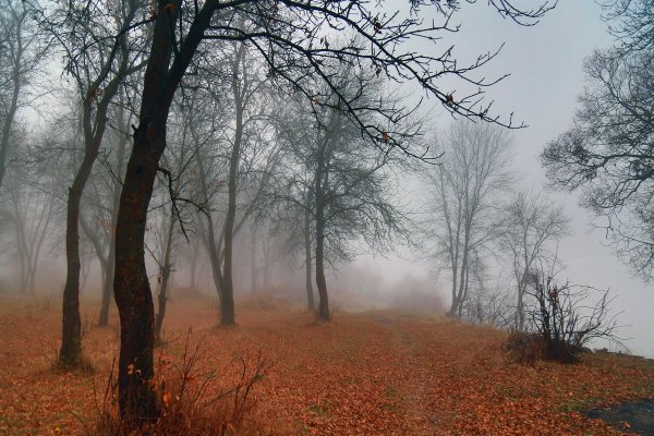 Осень туманное утро